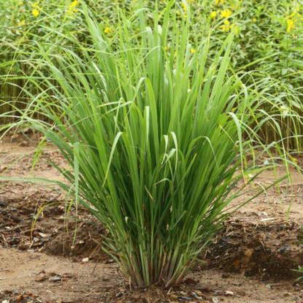 PLANTOGALLERY Herb Seeds |Lemon Grass Herb Seeds For Home Gardening (30 Seeds Pack) (B09B2J3LSR) Amazon Price History, Amazon Price Tracker