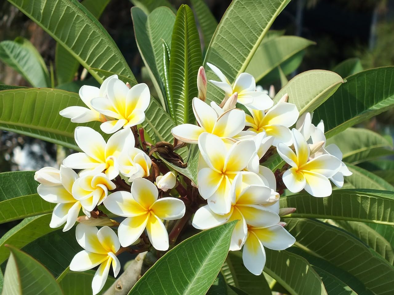The Royal Crafty White Champa/Plumeria/Champak Live Flower Plant Hybrid - 1 Healthy Live Decorative Flowering Plant for Home Garden (B0CFM66267) Amazon Price History, Amazon Price Tracker