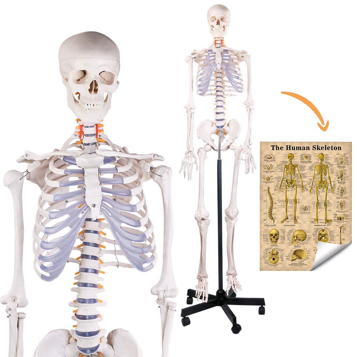 Buy Human Skeleton Model for Medical Study, 70.8" Life Size Medical