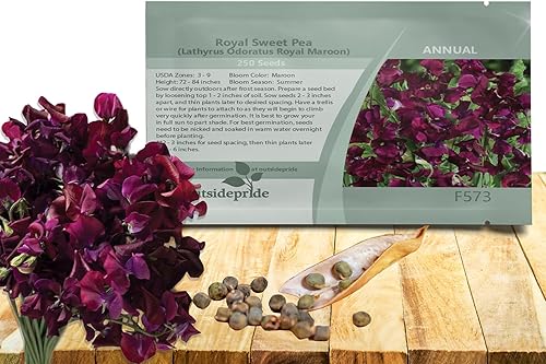 Outsidepride Fragant Annual Lathyrus Odoratus Sweet Peas Royal Maroon Escalada, enredadera, flores cortadas arrastradas, 250 semillas
