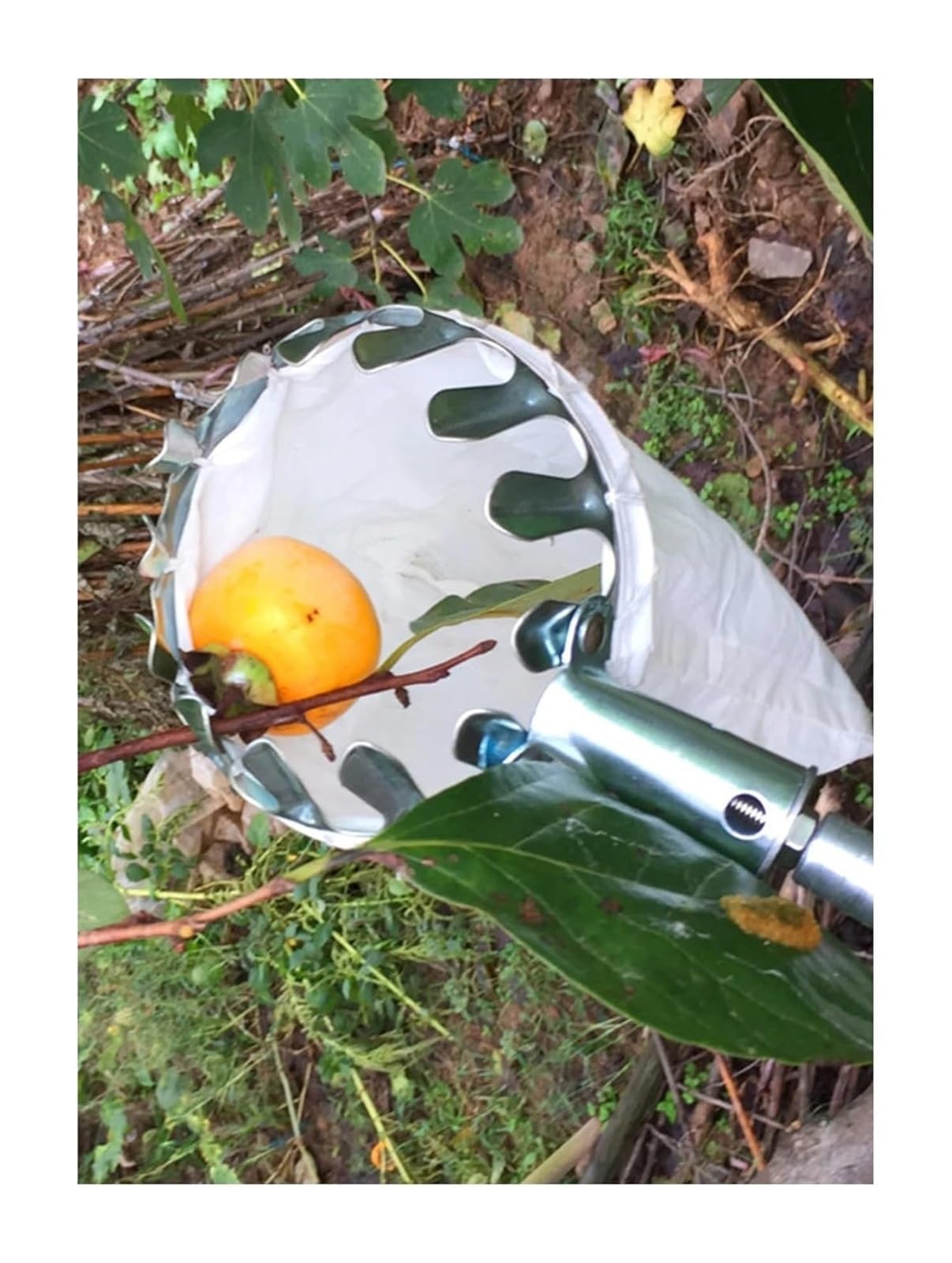 Obstpflücker, Obstpflücker, Korb, Apfel, Orange, Pflaume, Teleskopstange, for Zuhause, Obstgarten, Bauernhof, Garten