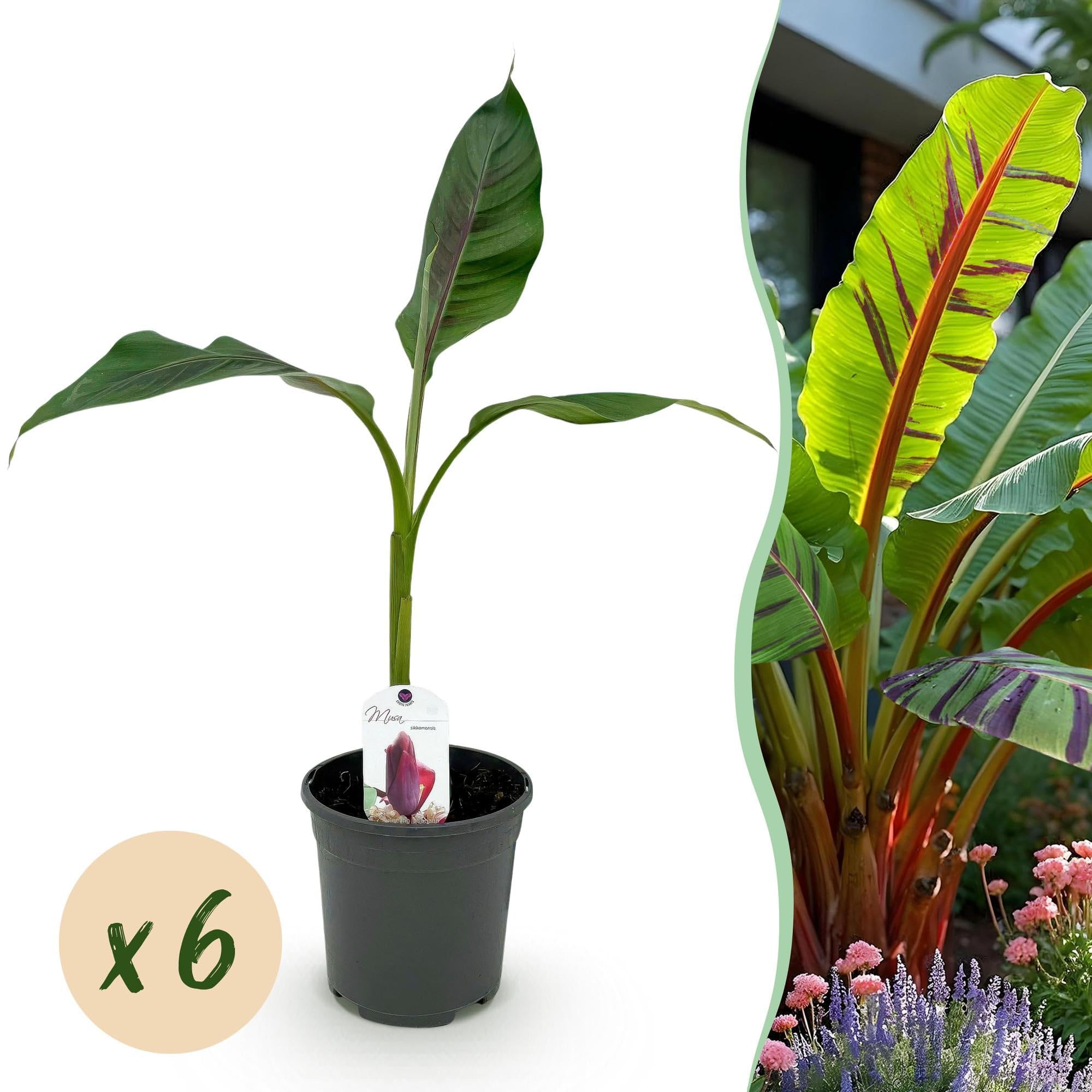 GreenboutiQ - Obstpflanze - Bananenpflanze - Musa sikkemensis Red Tiger - Winterhart - 6 Pflanzen - Topf 17cm Höhe 40cm
