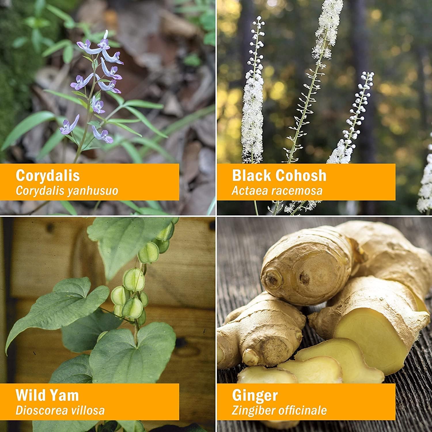 Herb Pharm Cramp Care Liquid Herbal Extract Drops to Support a Healthy Menstrual Cycle, 4 Oz