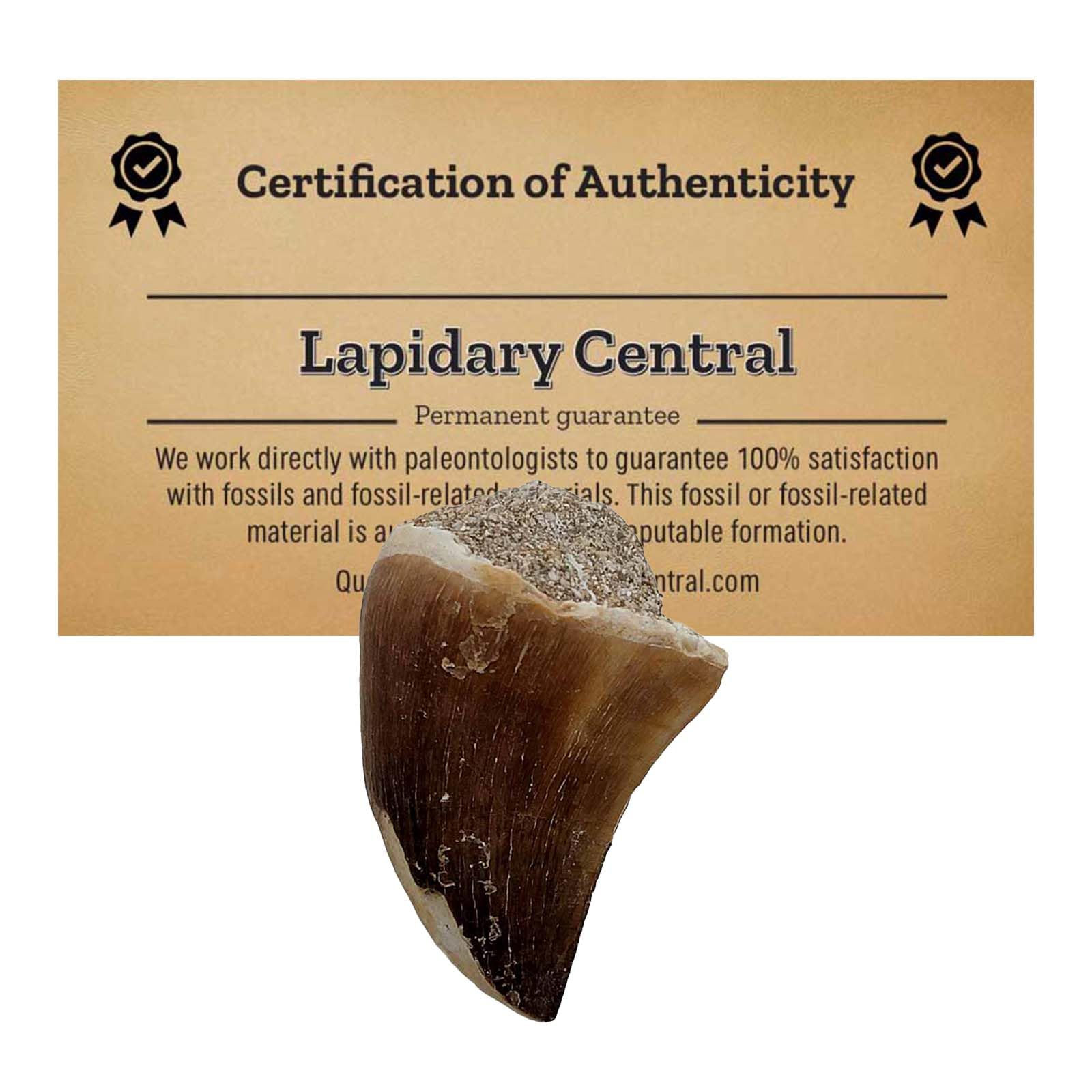 Authentic Fossil Mosasaur Tooth Display Specimen, Fossil Aquatic Dinosaur Teeth, 70 Million Years Old, Classroom School Science