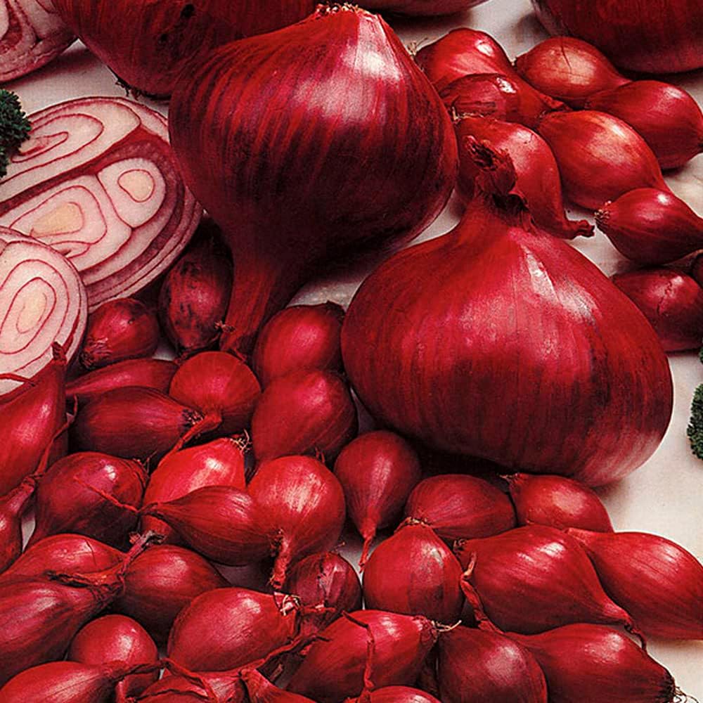 500 Grams Onion Sets Electric Over Wintering Autumn Planting Onion