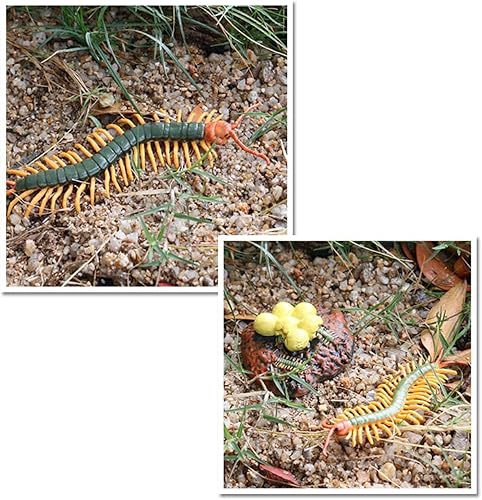 Miniatura 5 de Ciclo de vida de 4 etapas de A, figura de juguete de plástico -