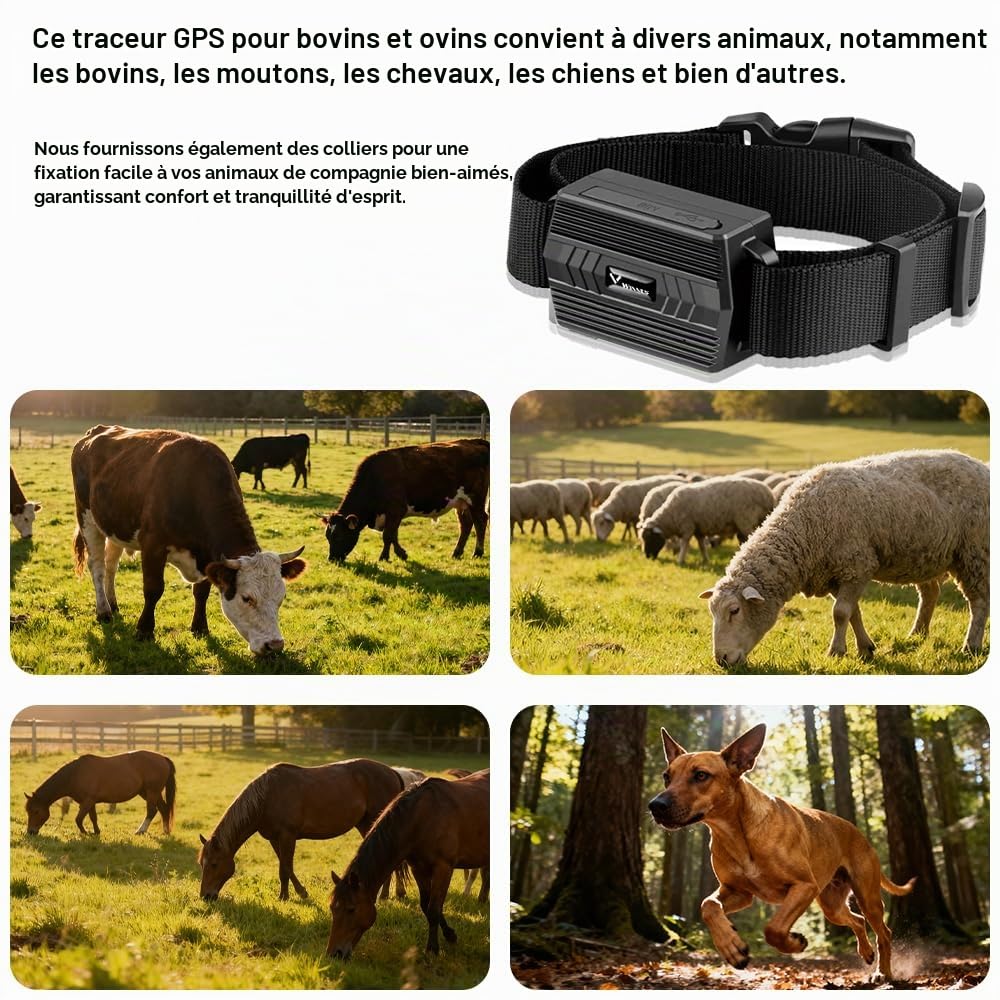 Traceur GPS 4G pour Bovins et Ovins – Collier GPS Animal TK935, Suivi en Temps Réel, Batterie 3000 mAh, Géorepérage, Historique 180 Jours, Étanche IP66 – Gestion d’Exploitation Élevage