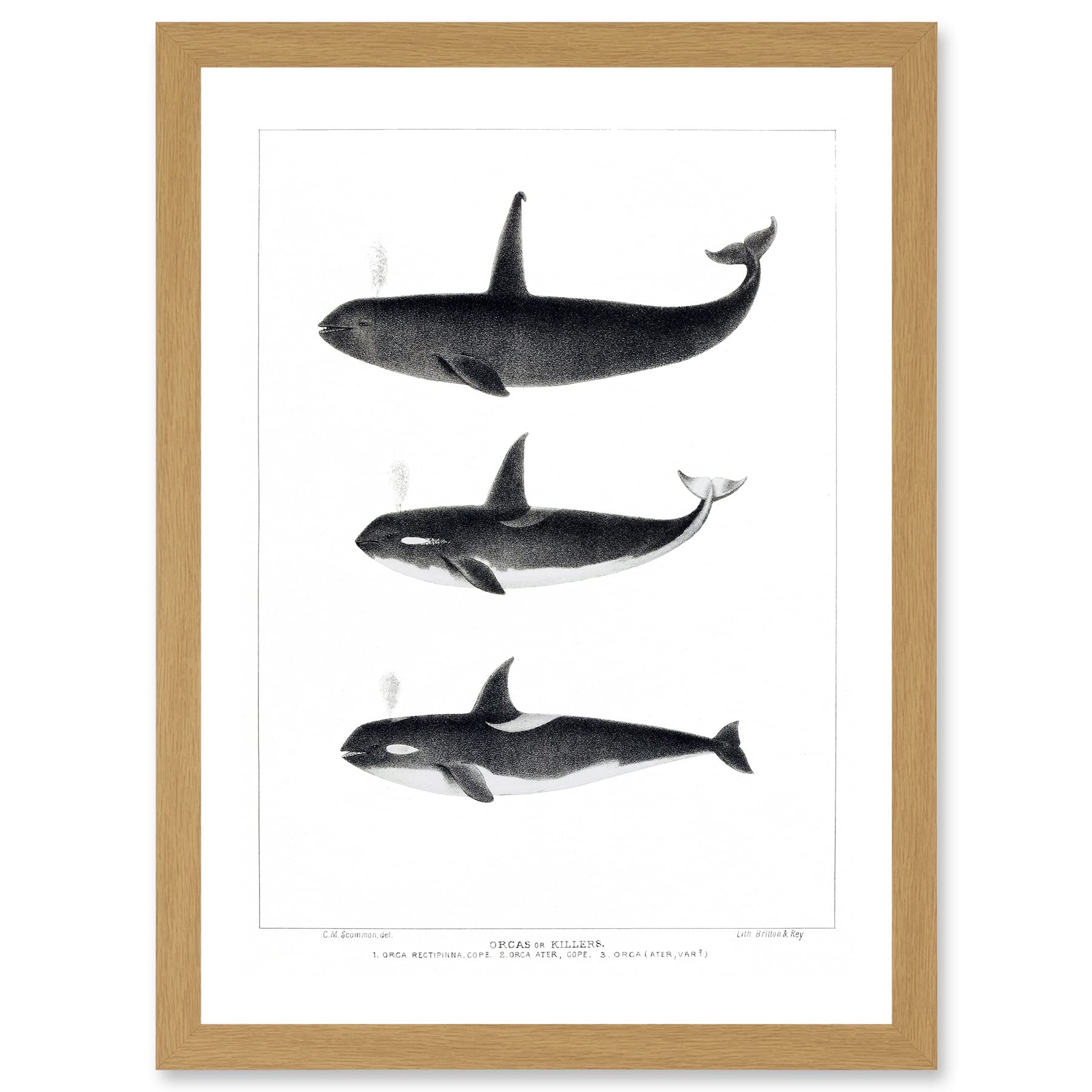 Wee Blue Coo Orca Killer Whales Nature Ocean Sea Life Artwork Framed Wall Art Print A4