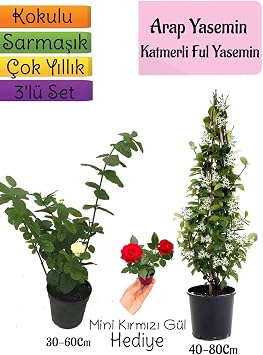 Serada Decor & Plant Kokulu Arap Yasemini, Katmerli Ful Yasemin, Mini K rm z  G l Hediyeli 3l  Bah e Seti