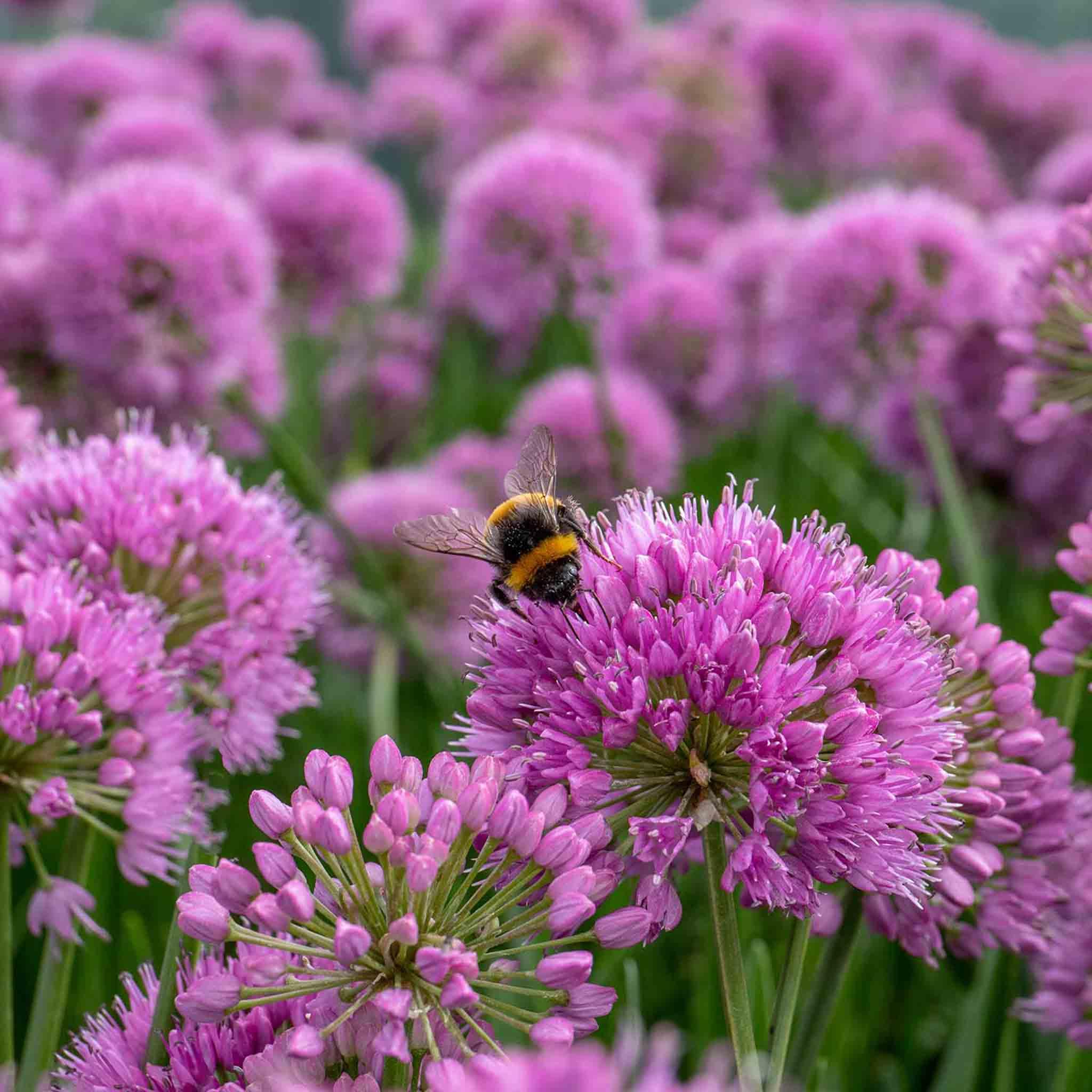 Marshalls Garden Allium Millennium 9cm x3 Plants