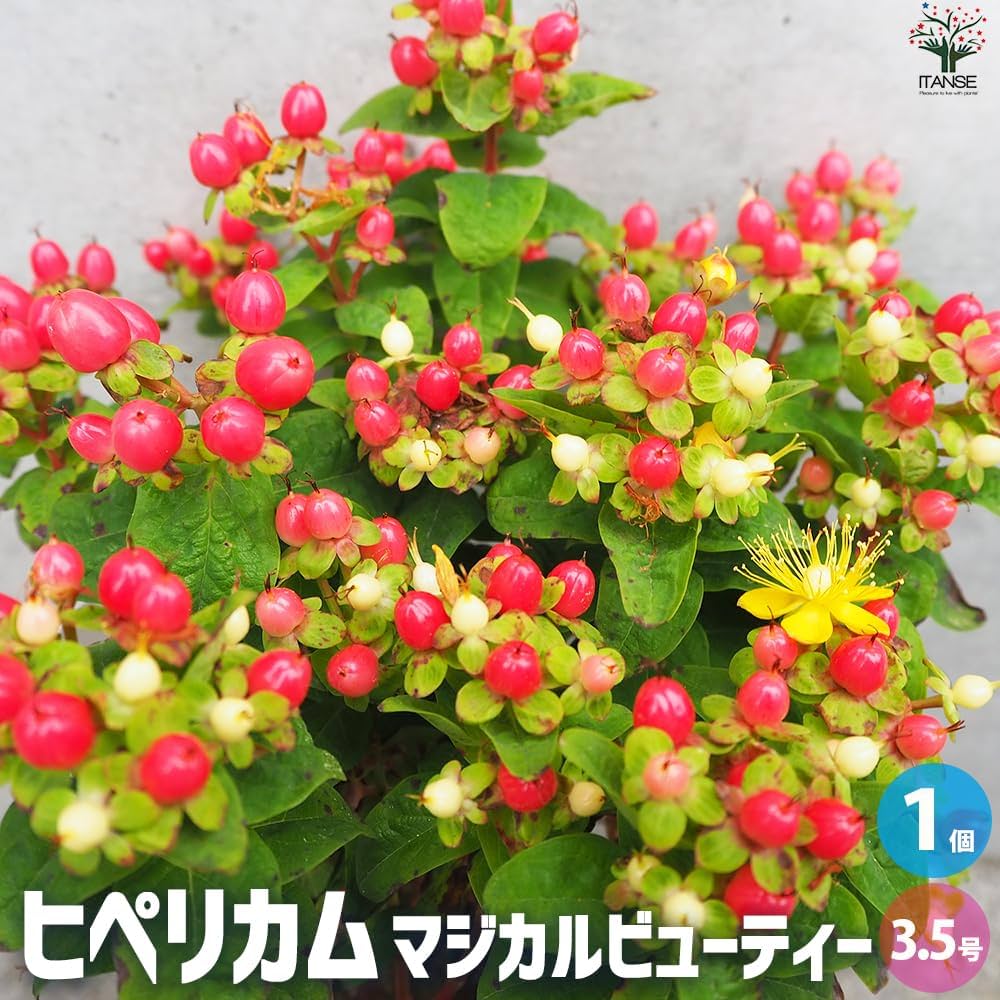 ヒペリカム　オーガニック　苗　赤い実 ヒペリカム オーガニック 苗 赤い実 楽天市場】ヒペリカム 赤実