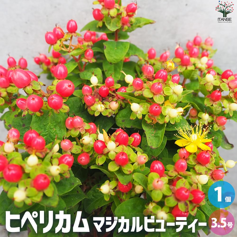 ヒペリカム　オーガニック　苗　赤い実 Amazon.co.jp: ヒペリカム ジュエリールビー5号鉢【品種で選べる
