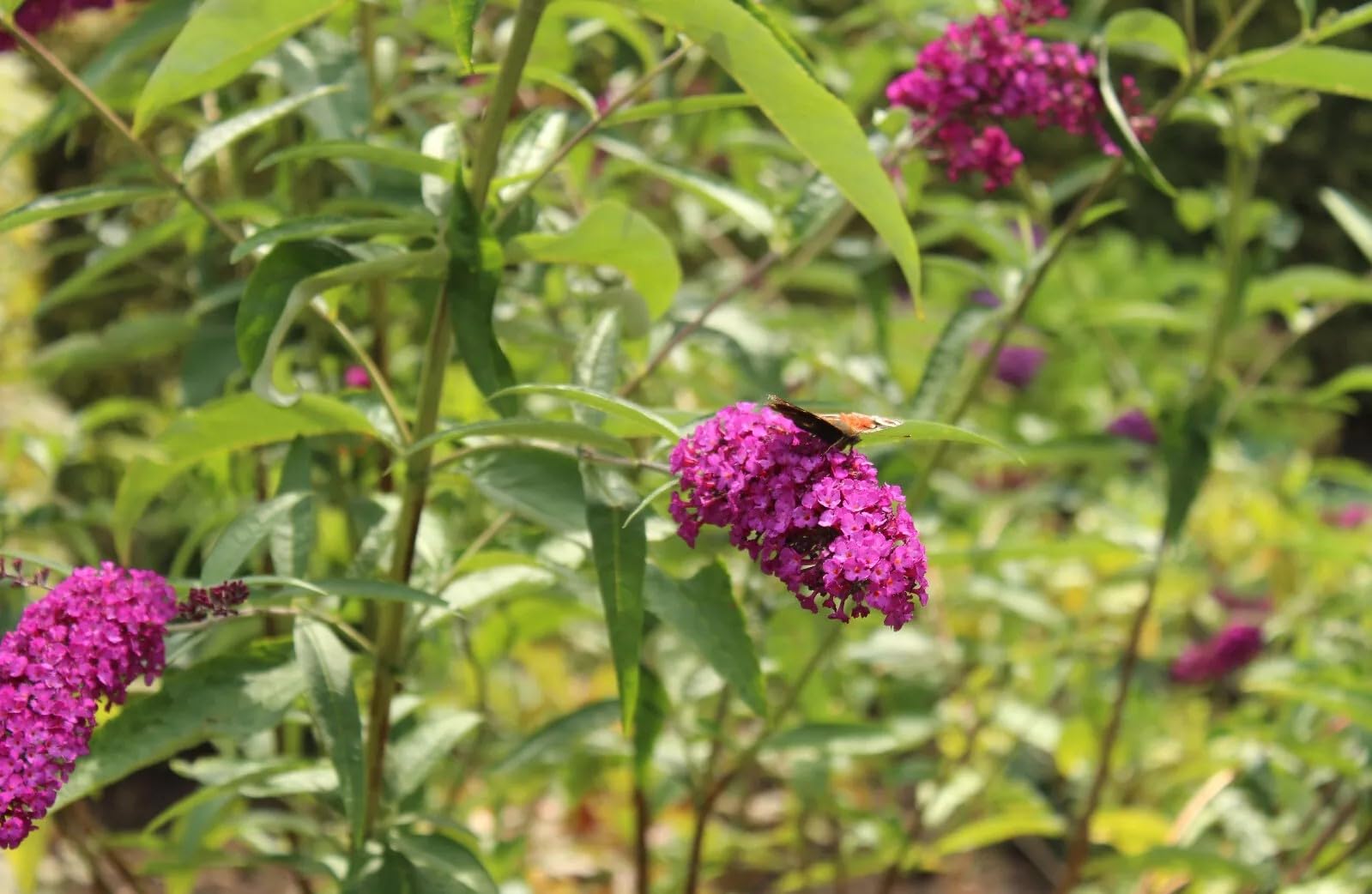 Sommerflieder Schmetterlingsstrauch 'Buddleja Davidii Royal Red' Hochstamm 40-60 cm