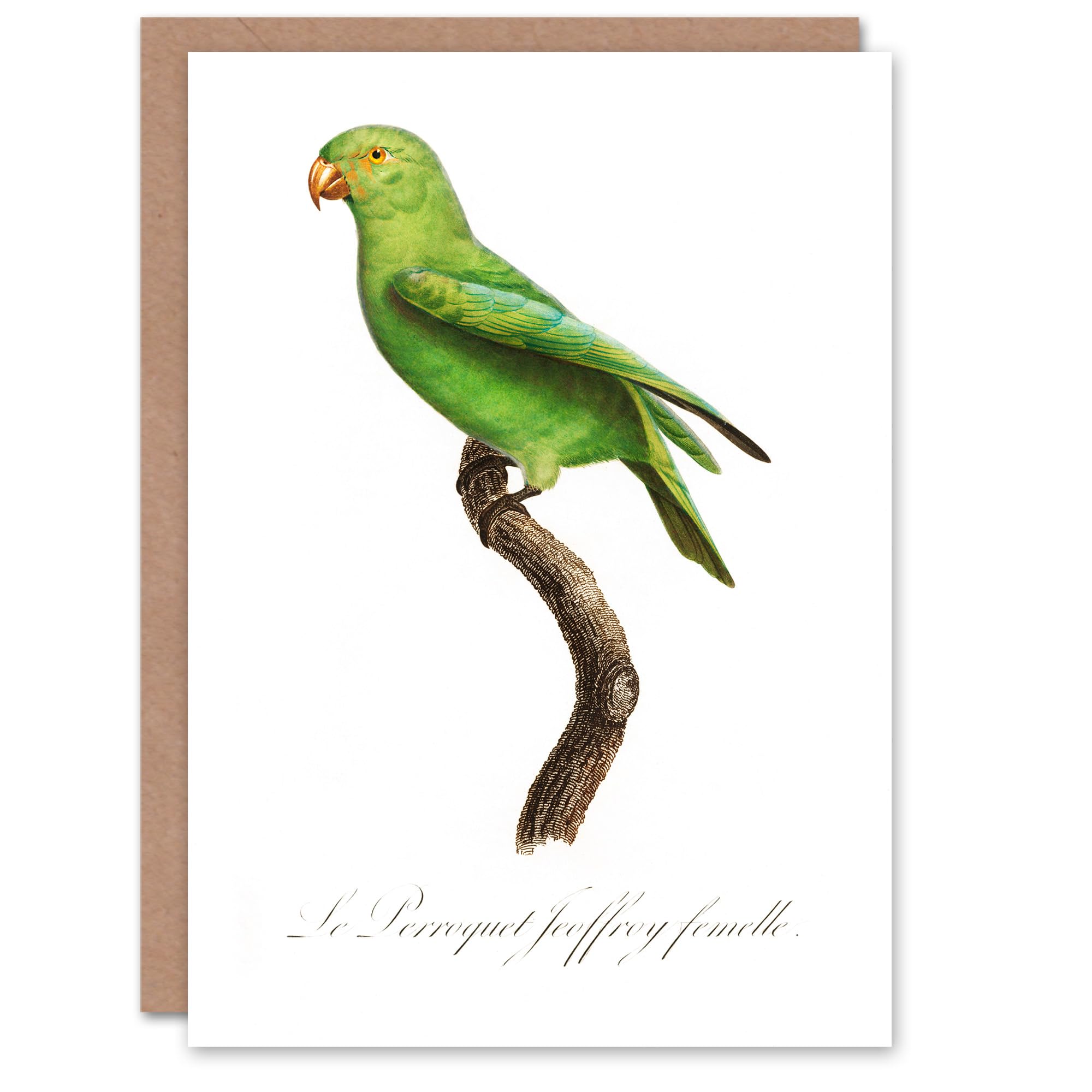 Artery8 Francois Levaillant Art Card The Red Cheeked Parakeet