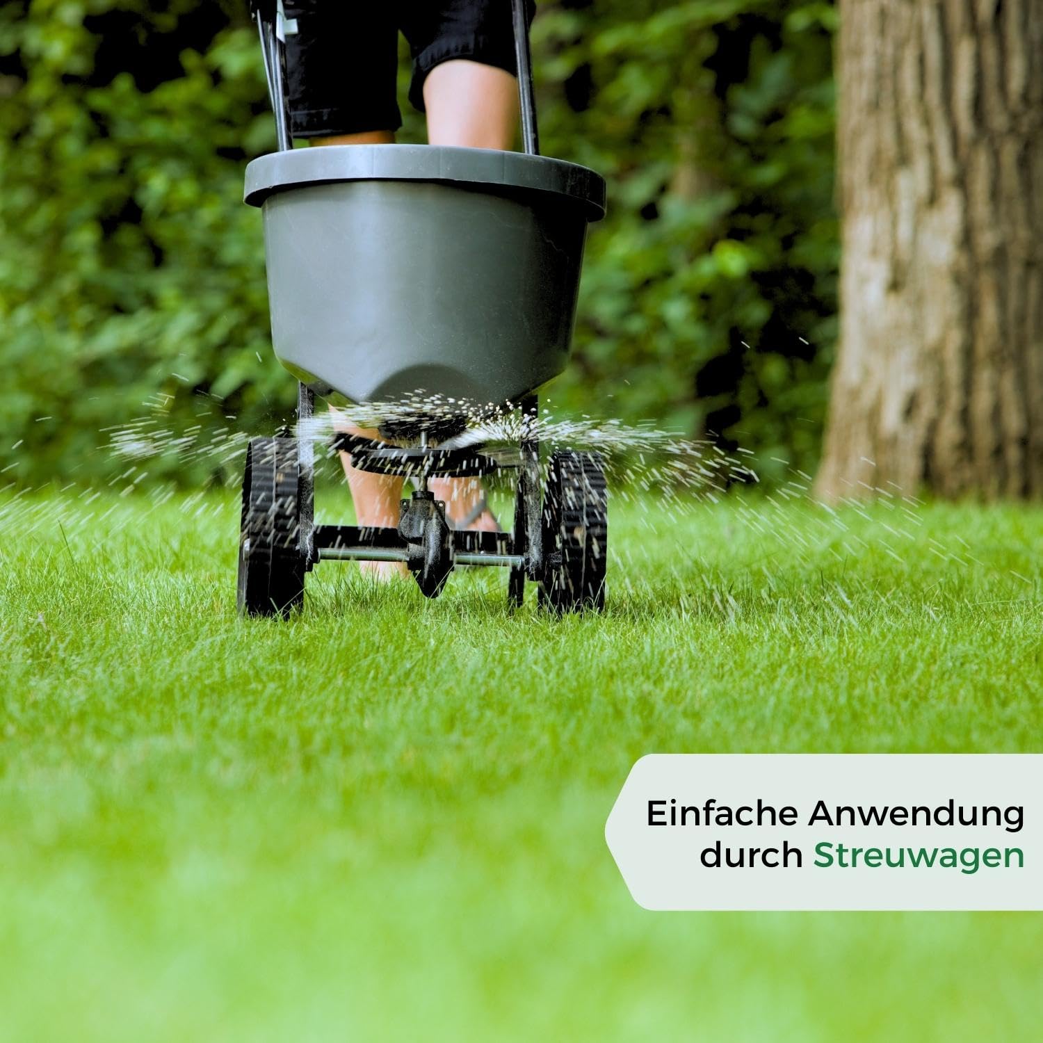 Allflor Start-Rasendnger 1 x 3 kg I Fr die Neuaussaat & Rollrasen I  Rasendnger streuwagenfhig in der Faltschachtel I Mit optimaler  Nhrstoffkombination fr starke Wurzeln I Fr ca. 150m : Amazon.de: Garten