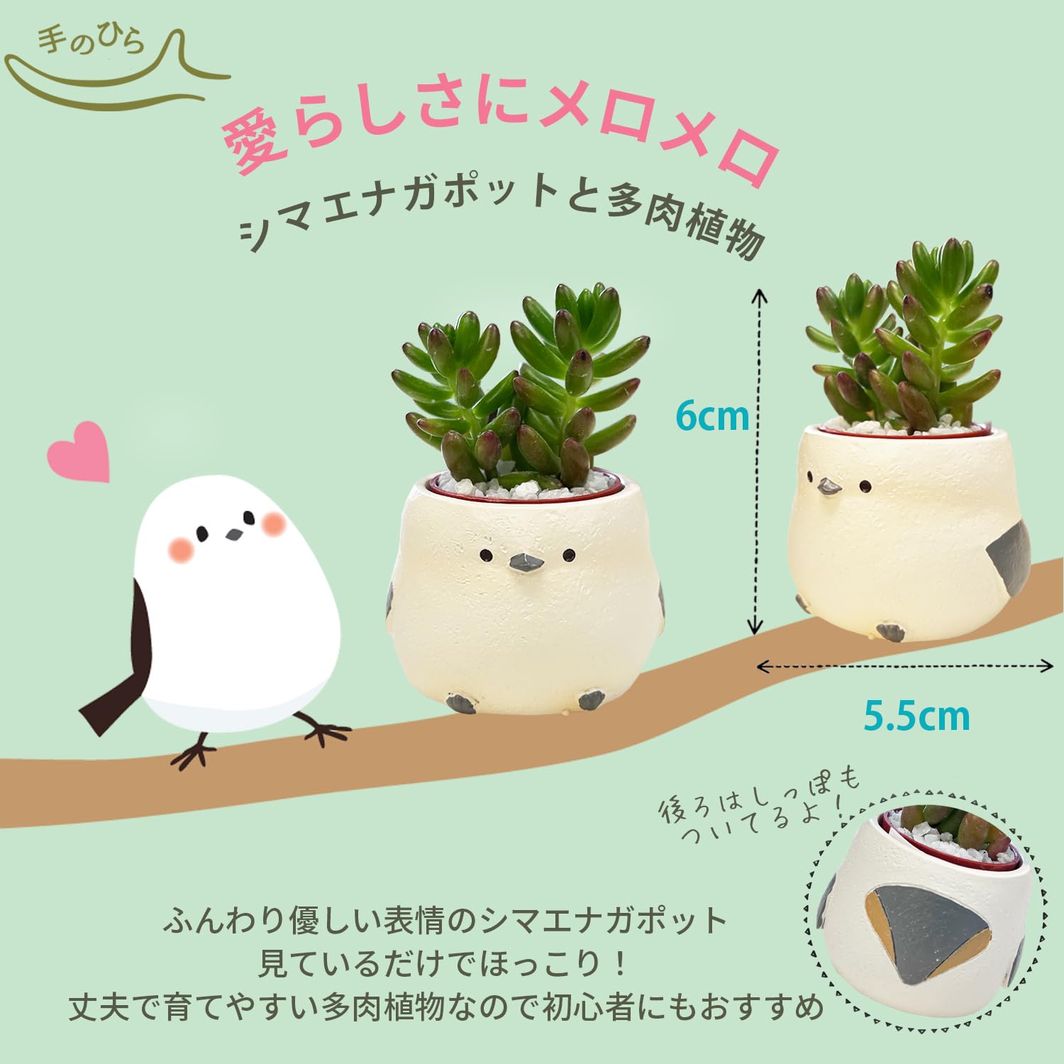 Amazon｜花のギフト社 多肉植物 インテリア 観葉植物 ギフト