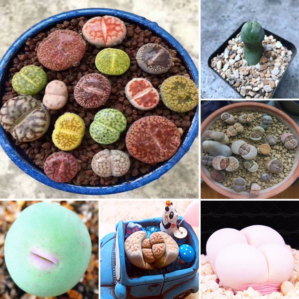 GGOOT Egrow 100pcs Graines Lithops Pseudotruncatella Plant Seed Rare Potted Stone Succulentes Mixture Seeds