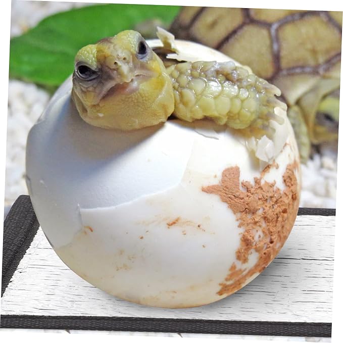 6 pzas Almohadilla térmica para terrario reptiles miniatura 7