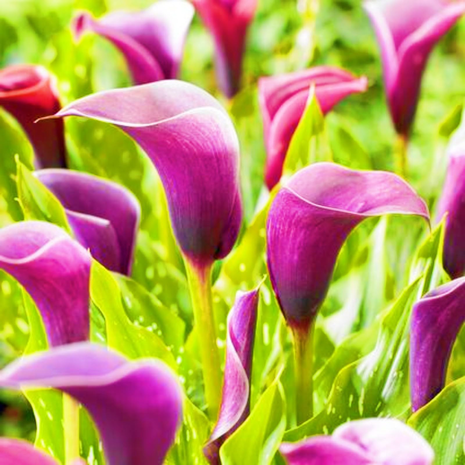 Rich in Color Calla Lily Plants Bloom Year After Year Wedding Flowers/Garden Flowers/Plant Bulbs-10bulbs-h