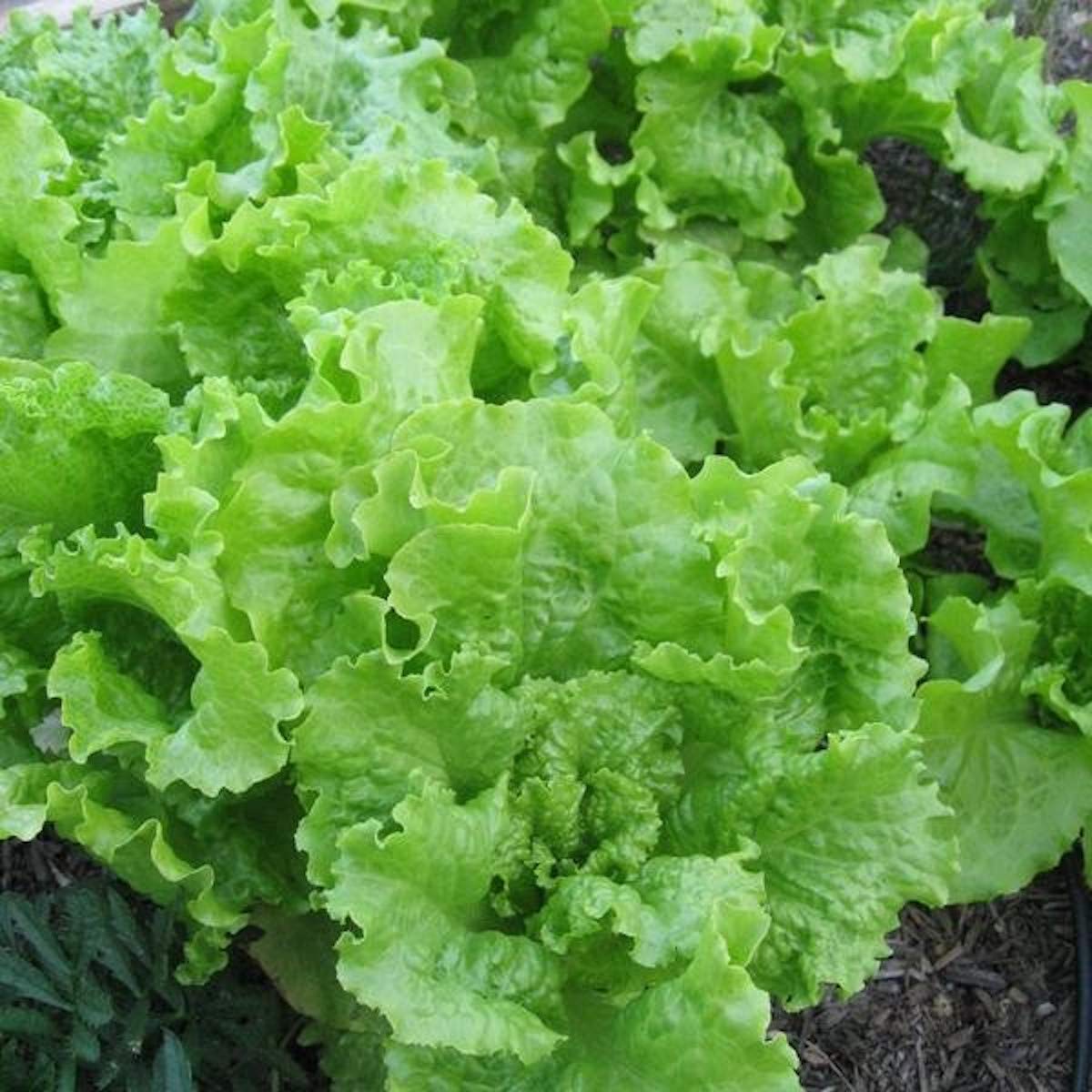 Black Seeded Simpson Lettuce In Containers
