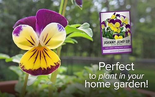 Miniatura 3 de Violet, Johnny Jump Up - Semillas de flores para plantar, paquete de semillas de flores anuales de polinización abierta, variedad sin OMG, semillas