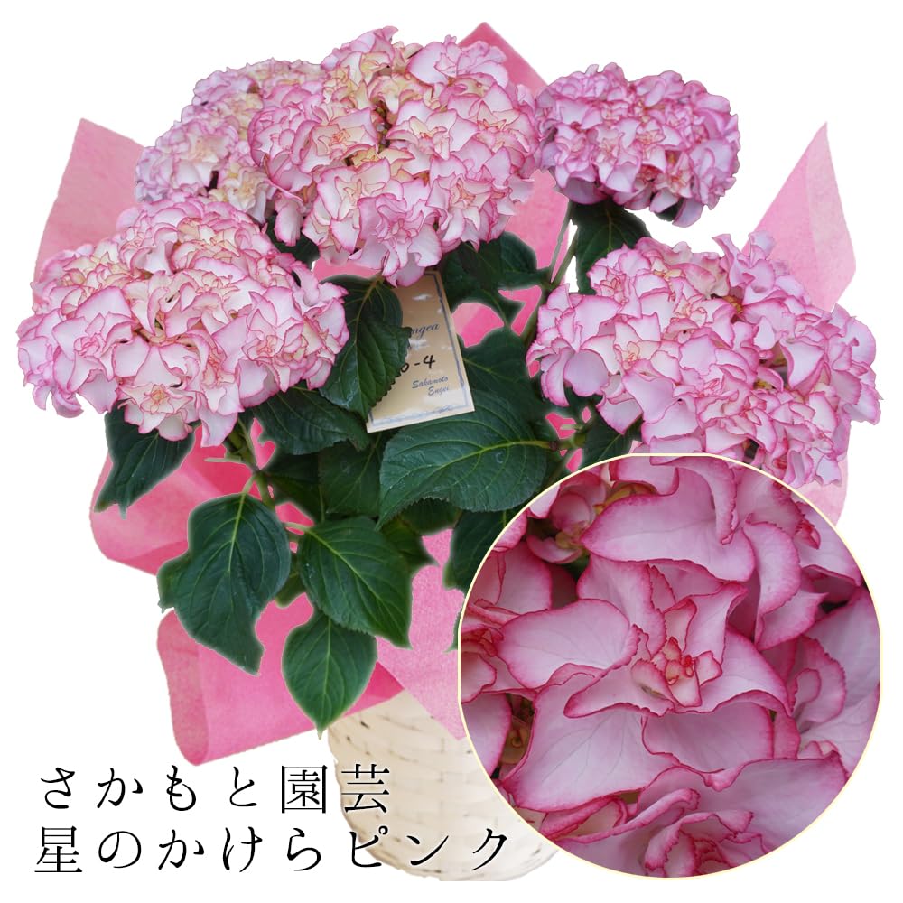 ☆サカモト園芸☆ハイドランジア☆星のかけら☆5号鉢☆超レア