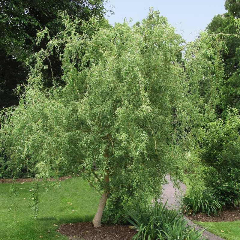 2 Curly Corkscrew Willow Tree Live Plants | 12-24" Rooted Cuttings | Cold-Hardy Native Deciduous Plants