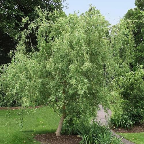 2 Curls Corkscrew Willow Live Plants | 1-2 Feet Tall Bare Root Seedlings | Salix Matsudana Curly Willow | Fast-Growing Trees for Backyard and Patio