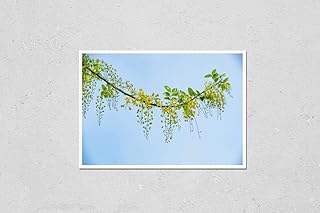 HardPress Wall Art Poster Print of Osaka Golden Shower Flower or Cassia Fistula Flower on The Street at Hanoi Capital, Vietnam in Full Bloom