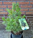 Plantenwelt Wiesmoor