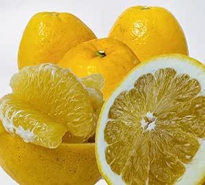 愛媛県産　河内晩柑　約10kg　 ヤマダフルーツ　家庭用