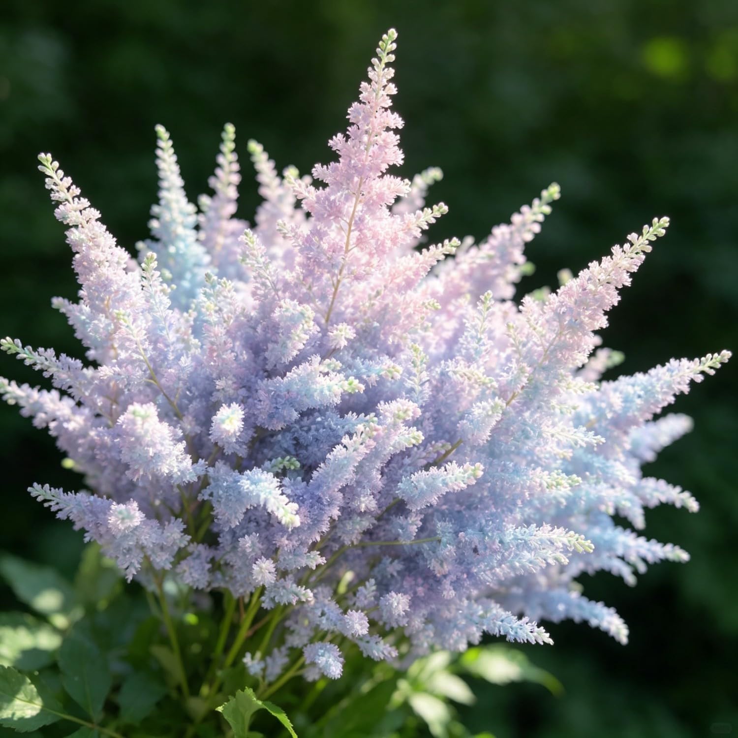 Mix Astilbe Seed-Hardy,Perennial herb,Excellent Display Indoor,Garden