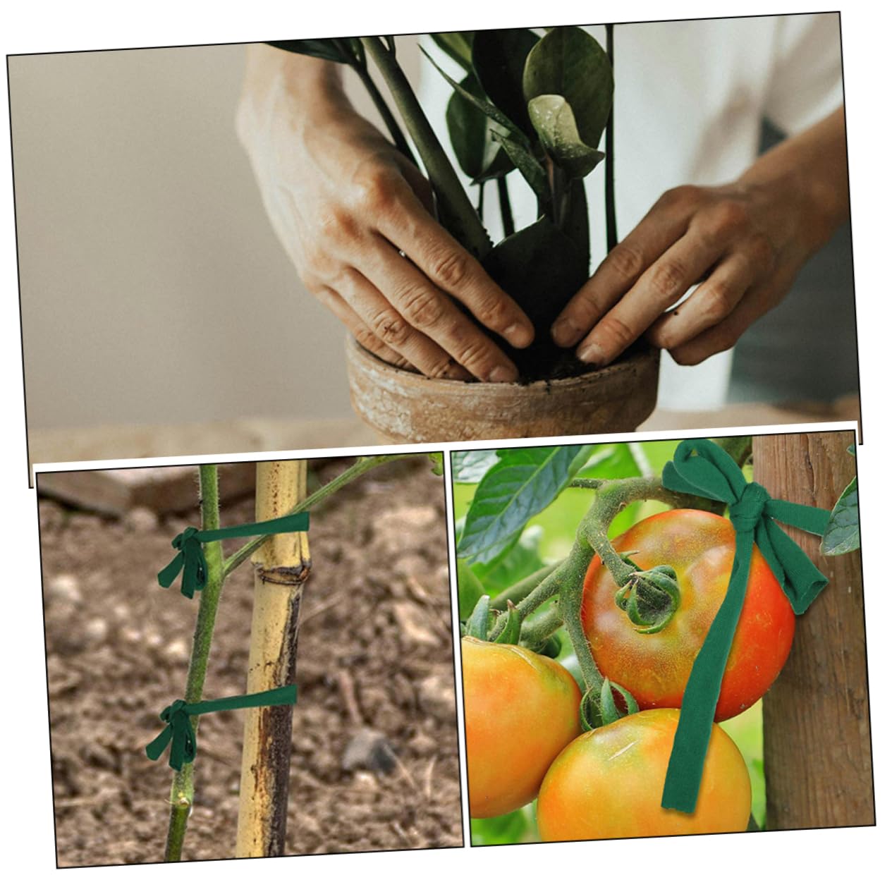 ibasenice 4 Ensembles Soutien pour Plantes Ajustable Résistante pour Arbres Pousses Arbustes Accessoire De Jardinage Polyvalent pour Soutien Optimal 2 Rouleaux*4