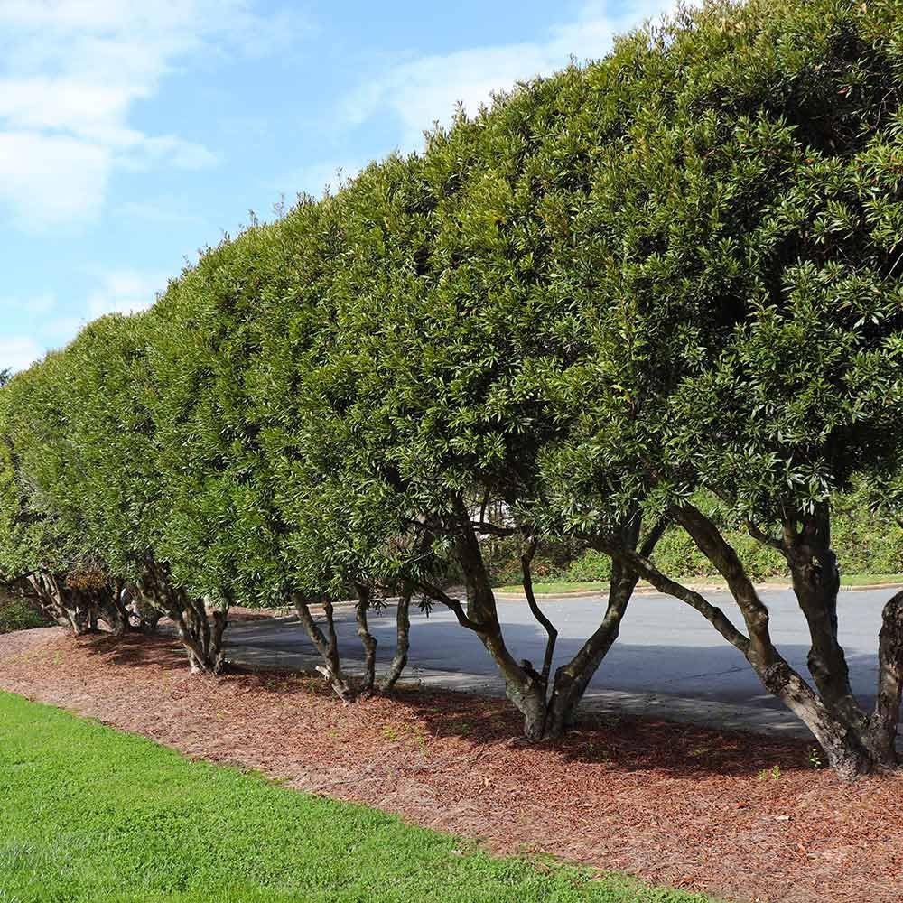 20-24” Tall Southern Wax Myrtle Plant 3 Years Old, Southern Bayberry, Morella cerifera (Myrica cerifera)