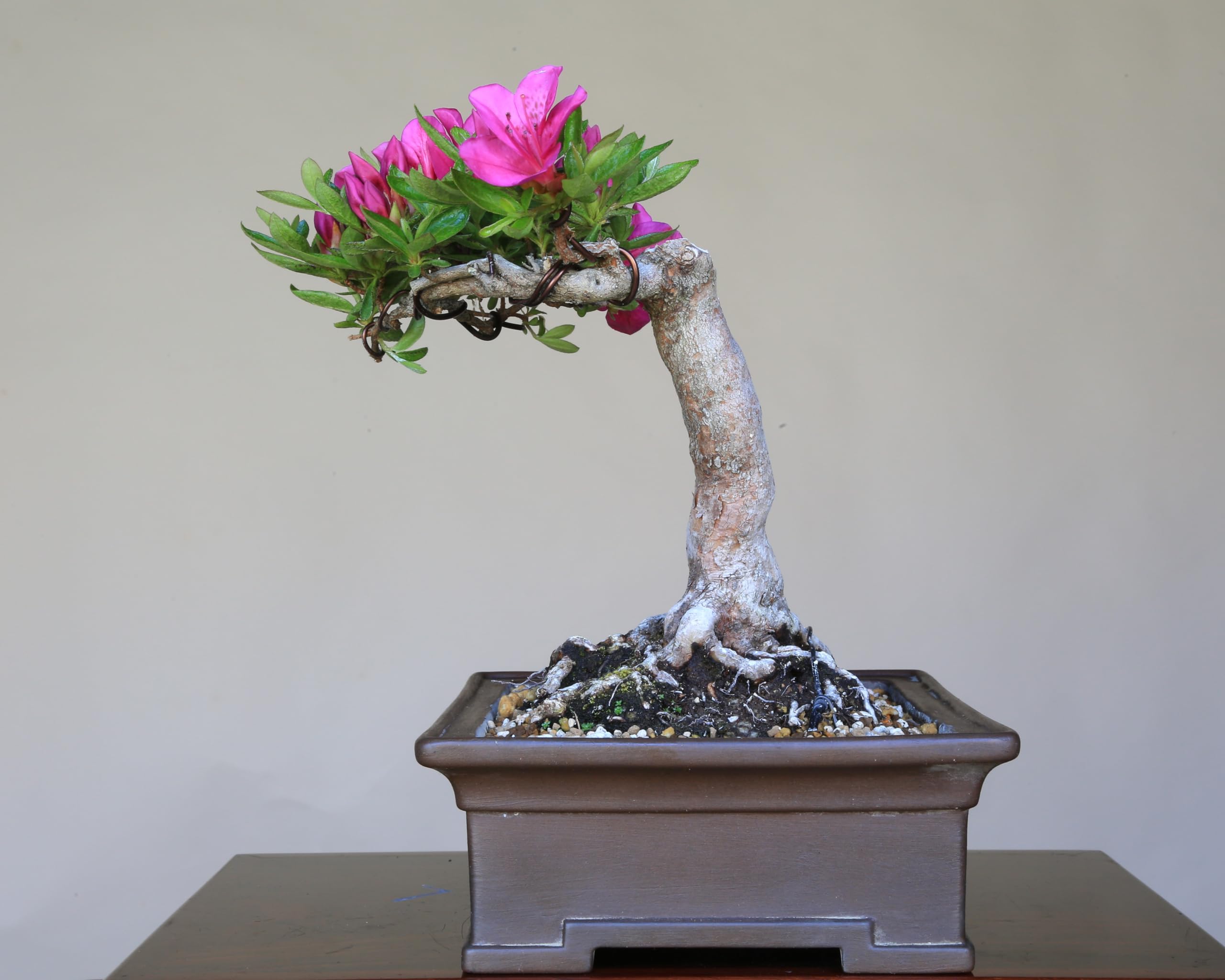 皐月さつき盆栽　【星の輝 ほしのかがやき】 Amazon.co.jp: 皐月(サツキ)『星の輝』 小品盆栽【泰寿園 Online