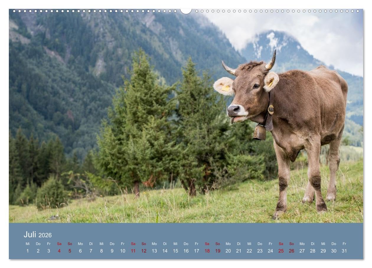 Allgäuer Rindvieh 2026 (hochwertiger Premium Wandkalender 2026 DIN A2 quer), Kunstdruck in Hochglanz: Ein Kalender für alle Allgäu- und Kuhliebhaber. (CALVENDO Tiere)