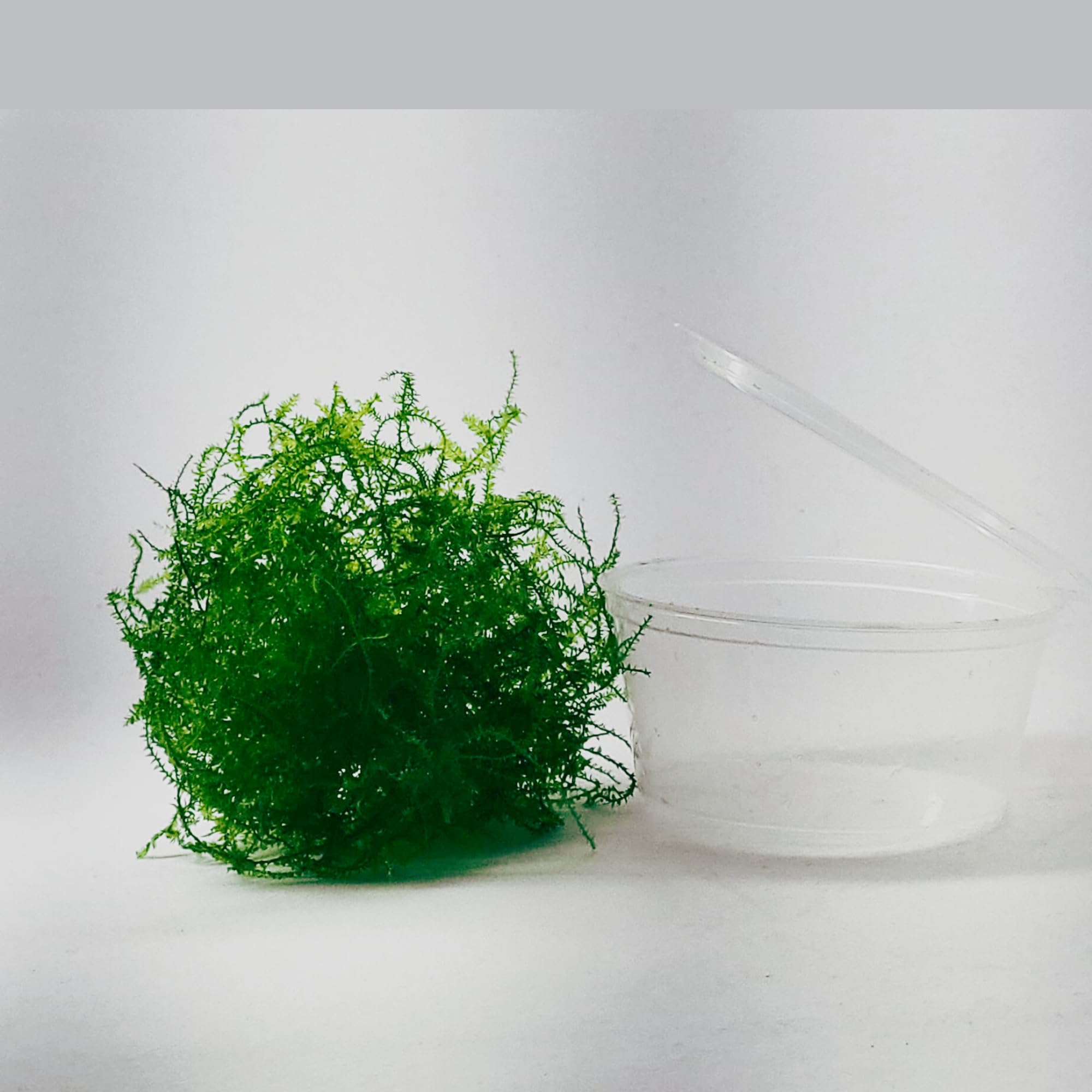 Weeping Moss Live Aquarium Plant – Freshwater Aquatic Plant for Aquascaping, Shrimp Tanks & Fish Tanks – Low Light