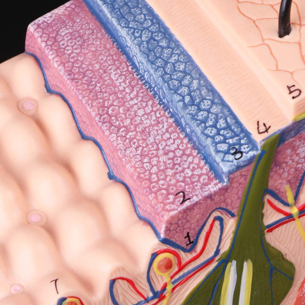 Model edukacyjny Model skóry ludzkiej Blok anatomii plastycznej Materiały dydaktyczne medyczne, modele medyczne