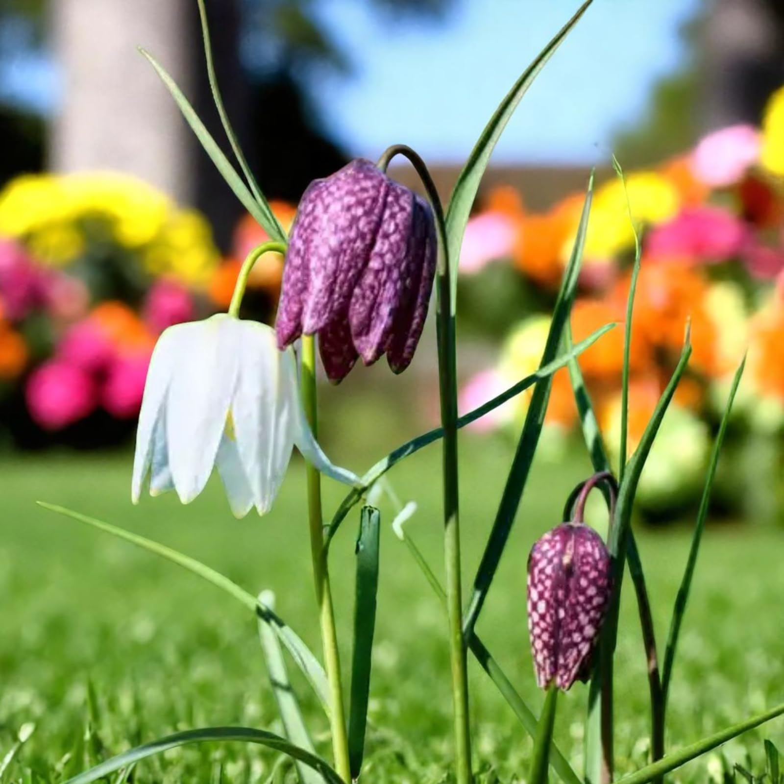 Carbeth Plants 10 x Fritillaria Mixed Spring Bulbs - Snake’s Head Fritillary Hardy Perennials - Easy to Grow Pollinator Friendly Spring Flowering Plants - Ideal for Borders, Meadows & Woodland Gardens
