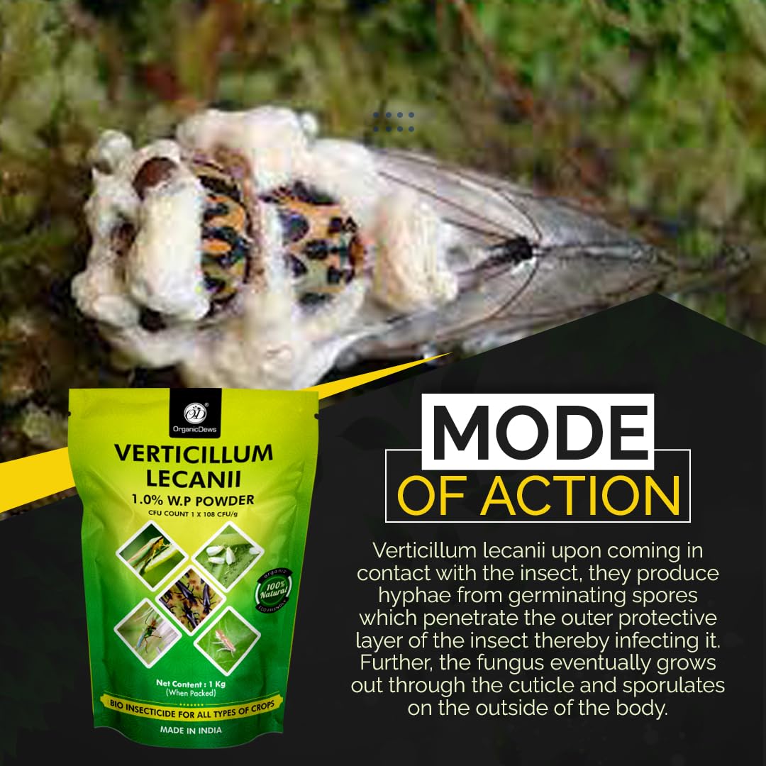 Organic Verticillium Lecanii - Natural Plant Pest Control -2