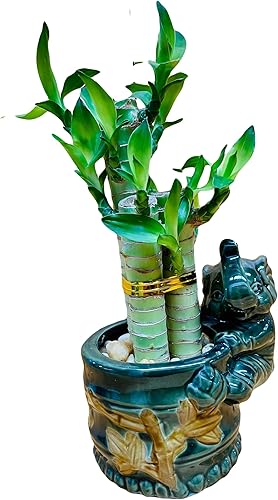 Lucky Lotus Bamboo en jarrón de cerámica