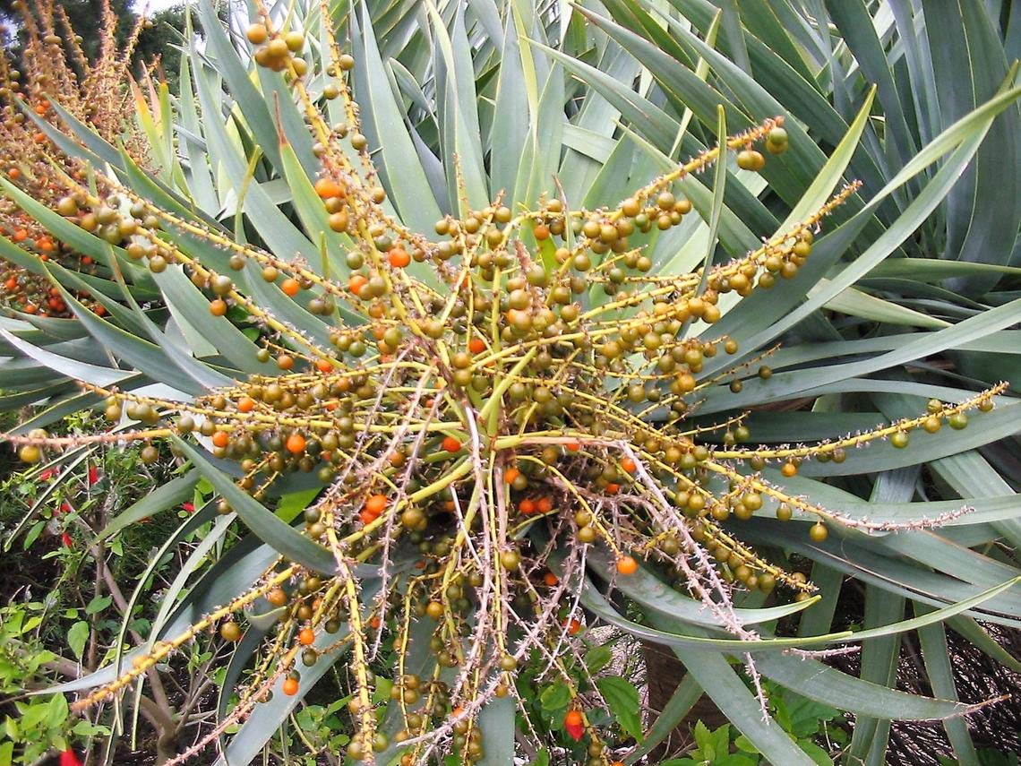 parlour palm indoor plant Parlor Palm | Indoor Plant | Tropical Plant | Chamaedorea elegans | Potted  Plant main image 1