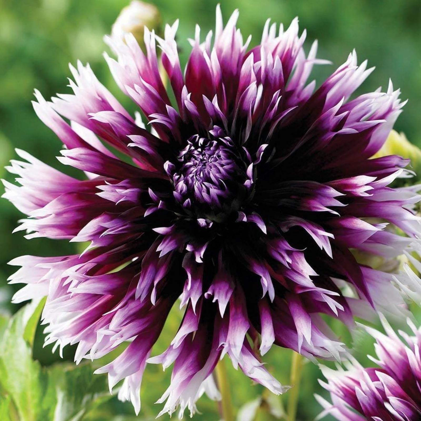 Easy Plant, Strong Plant, Dahlia Bulbs Now UK, Greening Flower, Natural Organic, Excellent Display, for Containers, Rare Plants, 2bulbs-H
