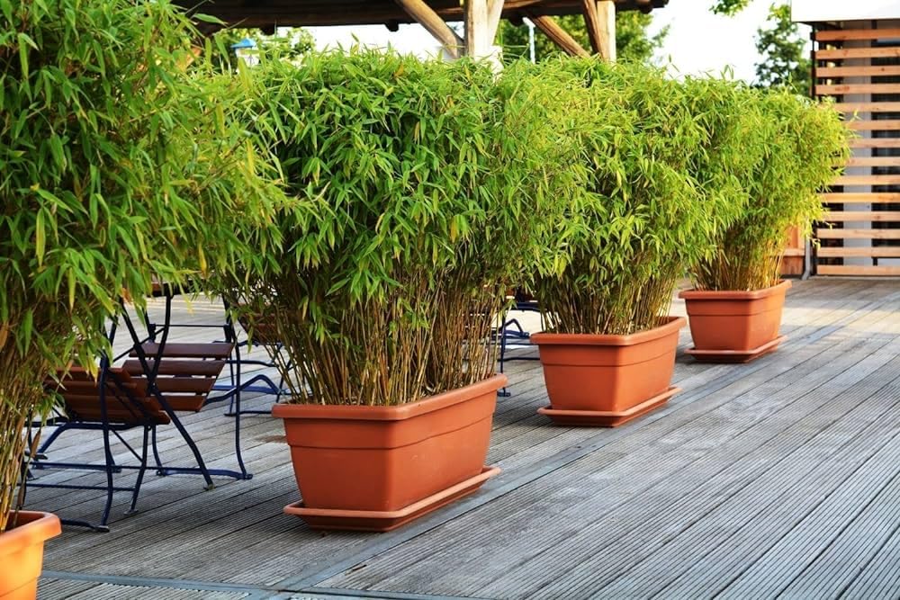 Bamboo seeds for fencing (25 seeds) (B0D876KY3T) Amazon Price History, Amazon Price Tracker