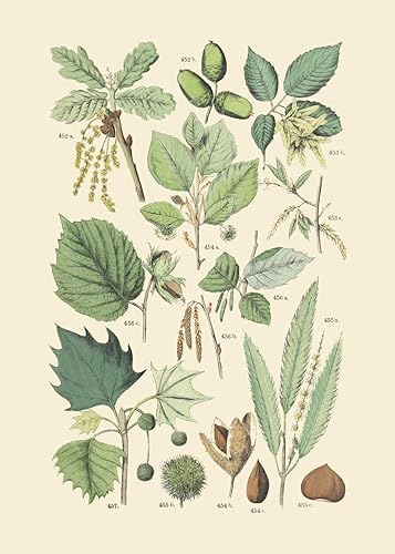 Miniatura 6 de Ink Inc. - Impresiones botánicas vintage  Plantas del bosque de Ink Inc.  Arte de pared de hongos de flores silvestres, helechos y bayas  Juego de 9