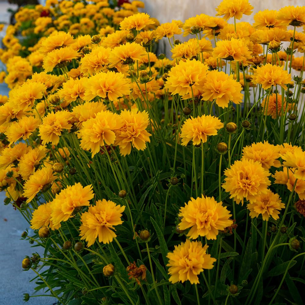 Coreopsis Early Sunrise Seeds โ Bright Double Flowers from the First Year โ RHS Award of Garden Merit โ Hardy Perennial โ for Your Beautiful Garden