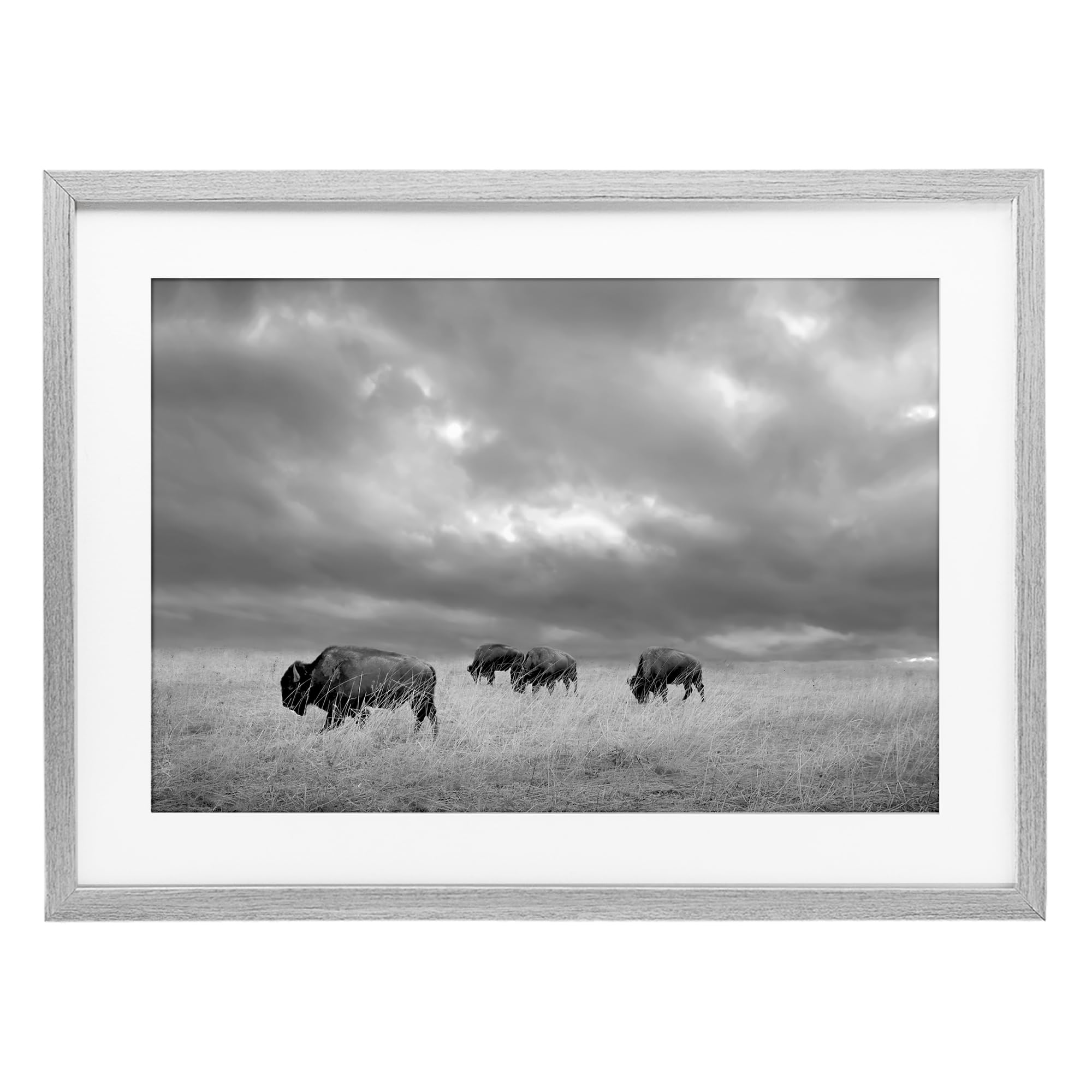 Stupell Industries 'Bisons Under an Autumn Sky', Framed Print Under Glass, Gray, 20 x 14 Inches, Easy to Hang and Sturdy, Made in USA, by Steve Toole