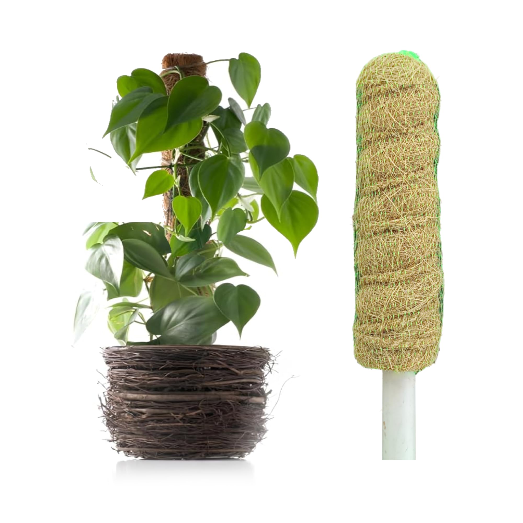 Casa De Amor Coir Stick | Natural Coco Pole Support for Climbing Indoor & Outdoor Plants | Strong Pole for Money Plant, Monstera, Pothos Growth (1 Feet, Set of 1)-image-31