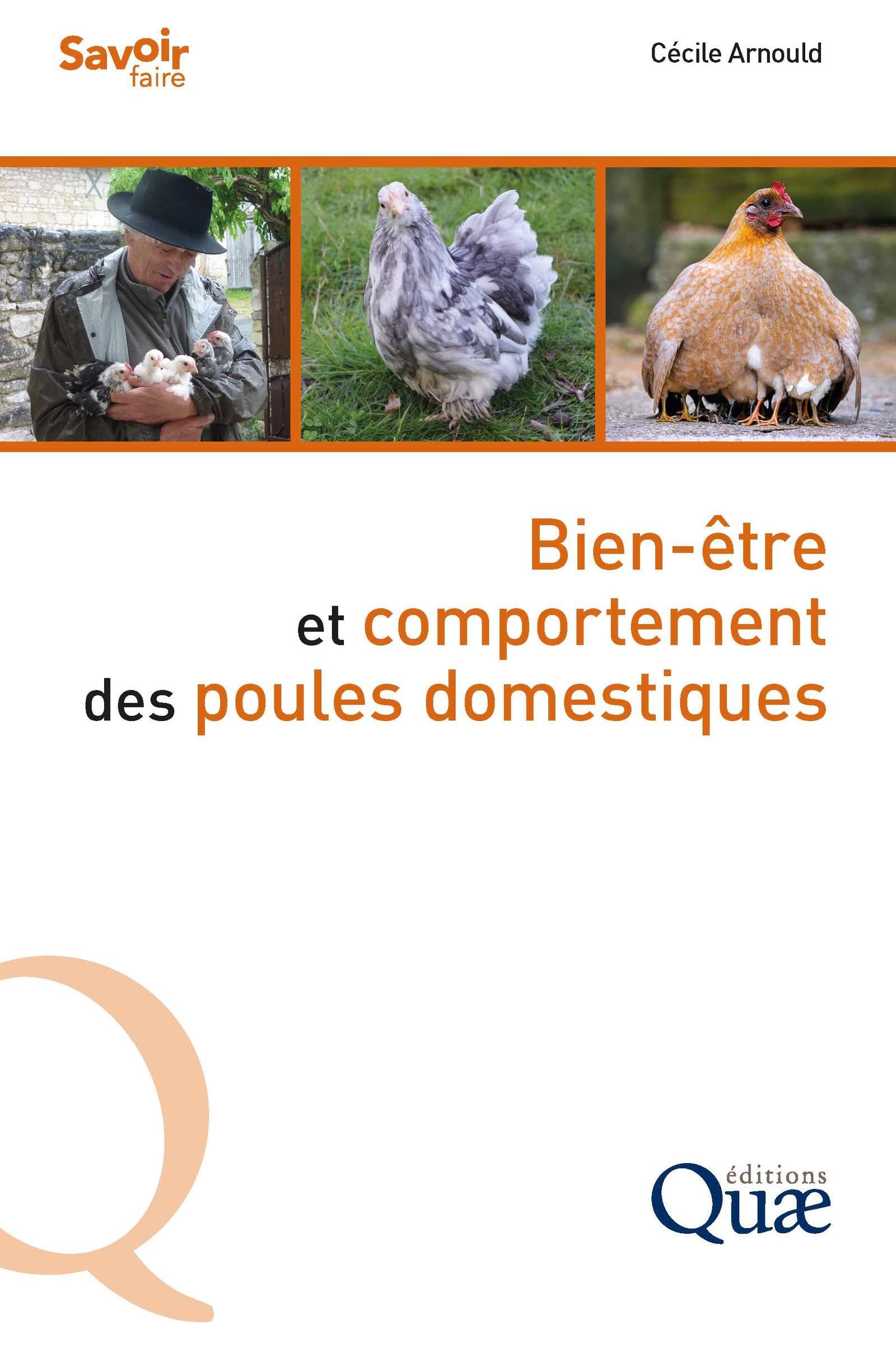 Bien-être et comportement des poules domestiques