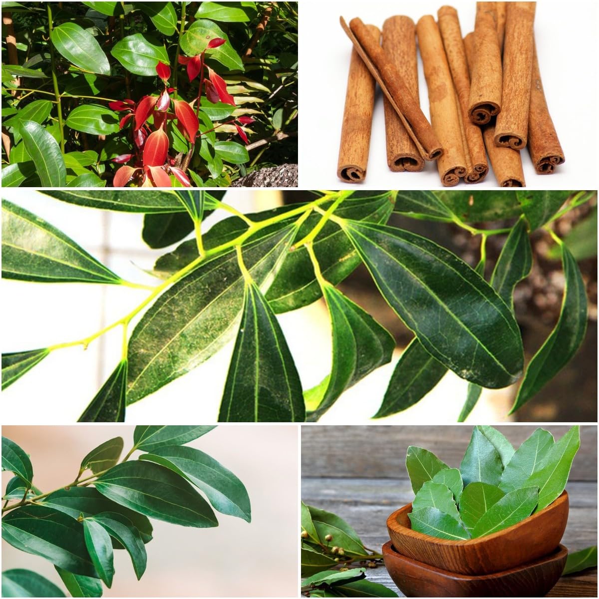 Semi Di Cannella - 55 Pz Per Coltivare La Tua Pianta Di Cannella In Casa - Foto 7